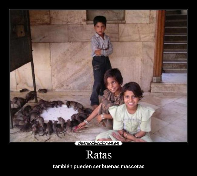 Ratas - también pueden ser buenas mascotas