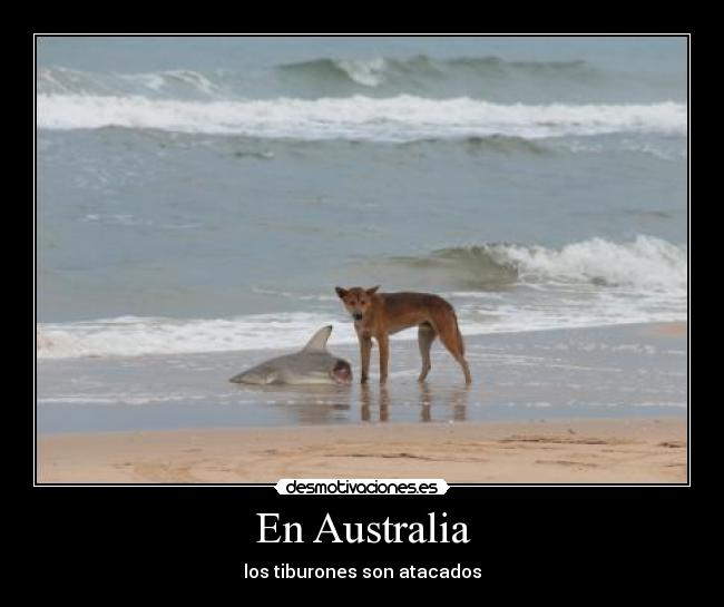 En Australia - los tiburones son atacados