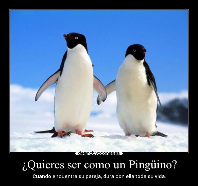 ¿Quieres ser como un Pingüino? -