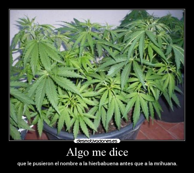 Algo me dice - 