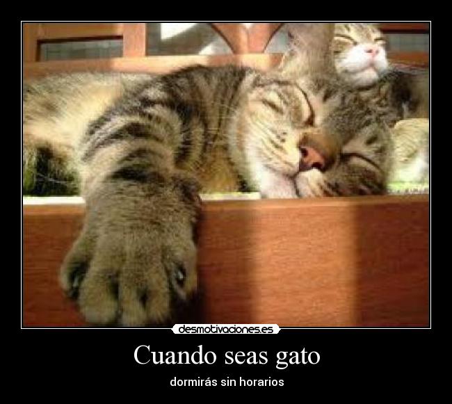 Cuando seas gato -