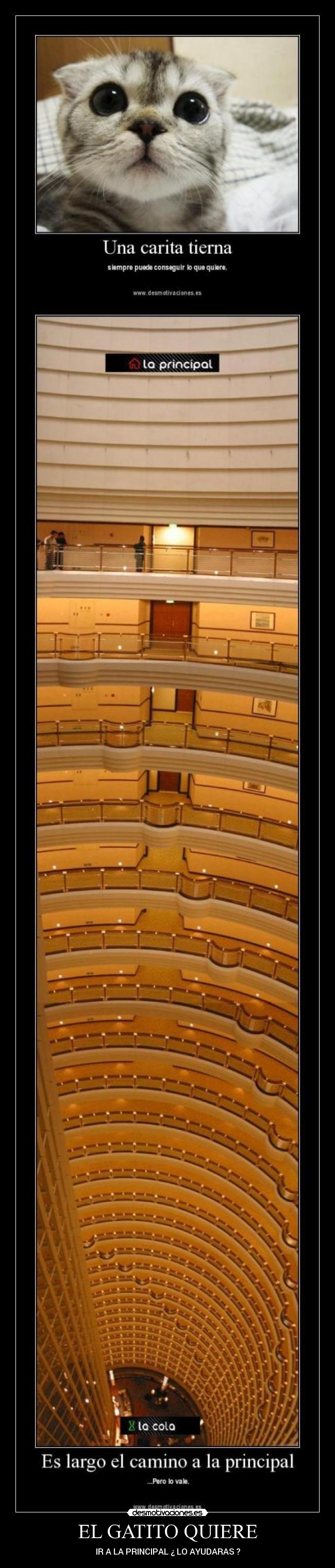 EL GATITO QUIERE - IR A LA PRINCIPAL ¿ LO AYUDARAS ?