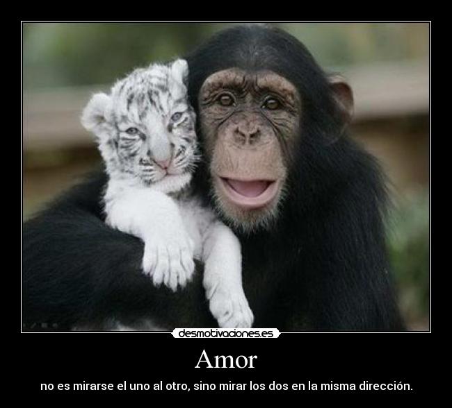 Amor -