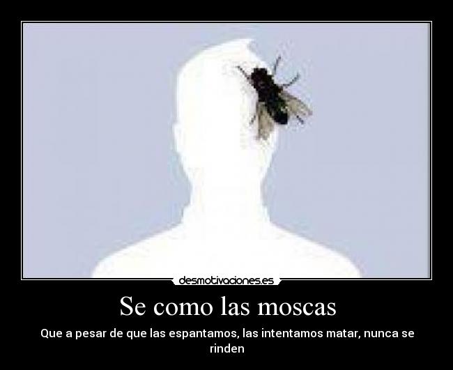Se como las moscas - Que a pesar de que las espantamos, las intentamos matar, nunca se rinden