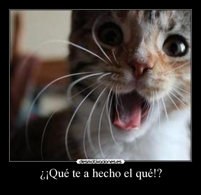 ¿¡Qué te a hecho el qué!? - 