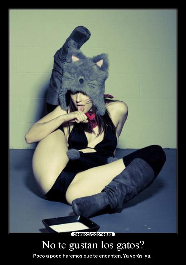 No te gustan los gatos? -