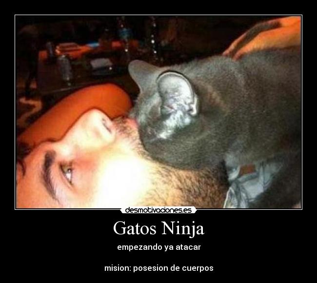 Gatos Ninja -