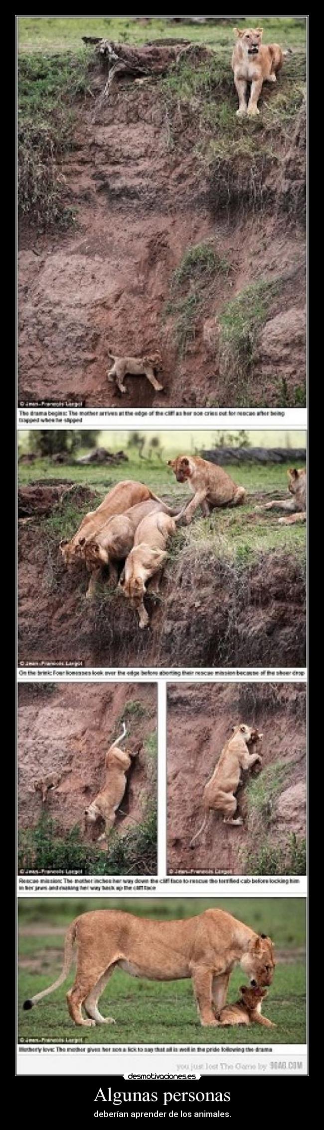 Algunas personas - deberían aprender de los animales.