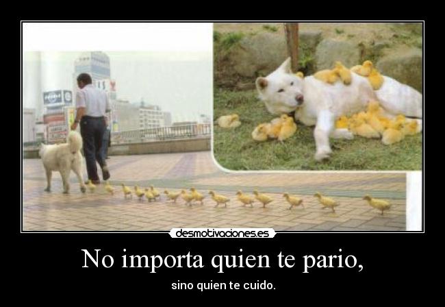 No importa quien te pario, - sino quien te cuido.