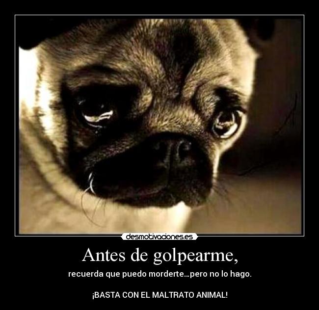 carteles basta con maltrato animal desmotivaciones