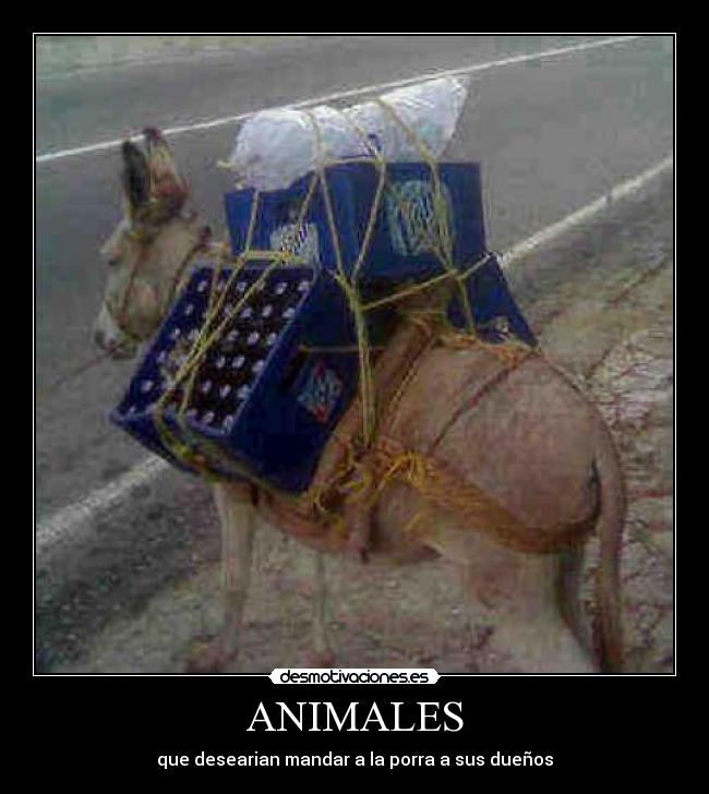 carteles animales animales desmotivaciones