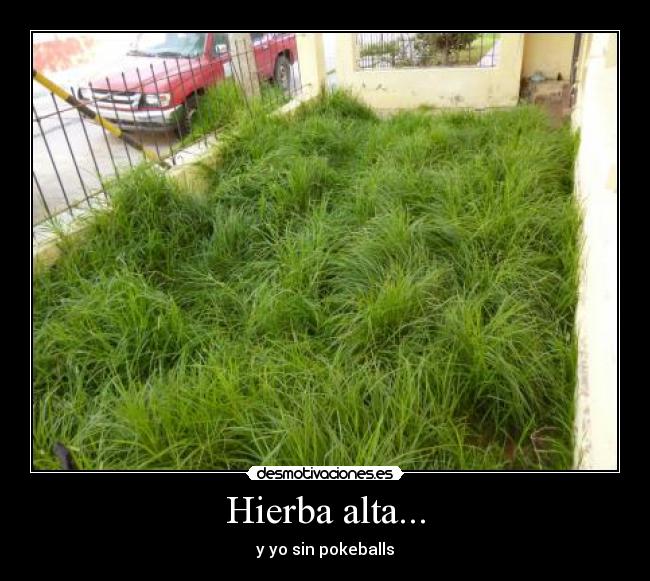 Hierba alta... - 