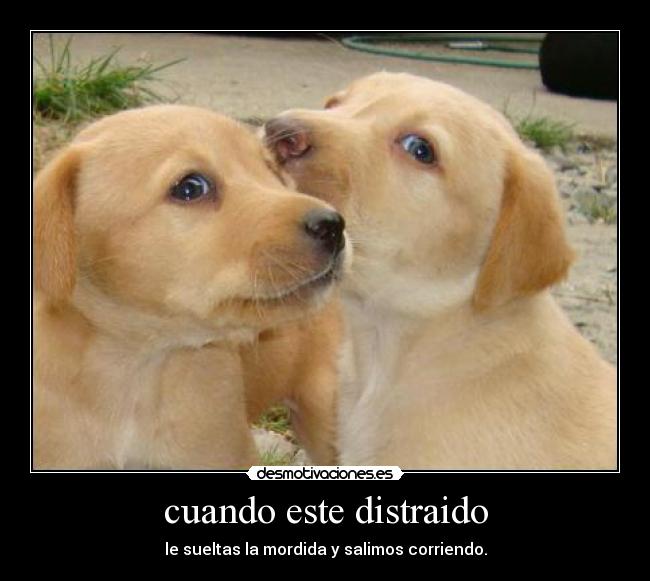 cuando este distraido - le sueltas la mordida y salimos corriendo.
