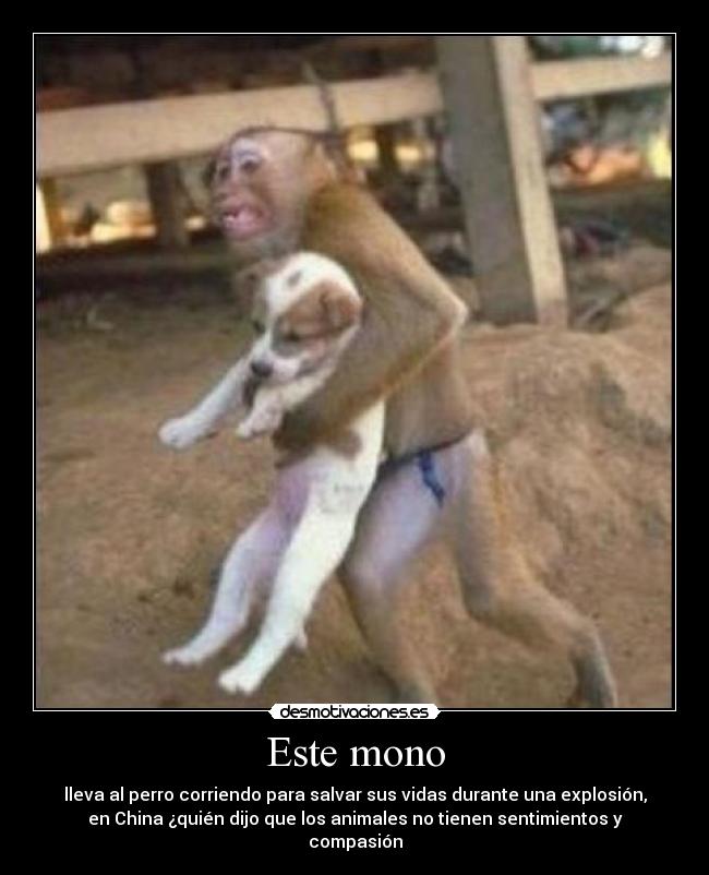 Este mono - lleva al perro corriendo para salvar sus vidas durante una explosión,
en China ¿quién dijo que los animales no tienen sentimientos y
compasión