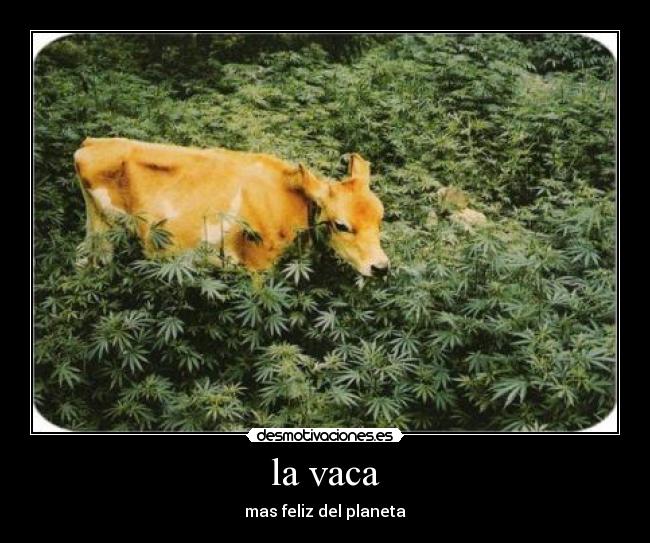 la vaca -