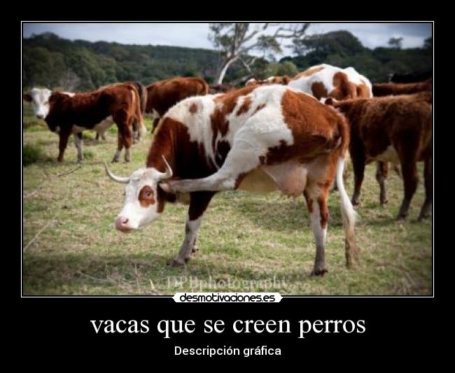 vacas que se creen perros - Descripción gráfica
