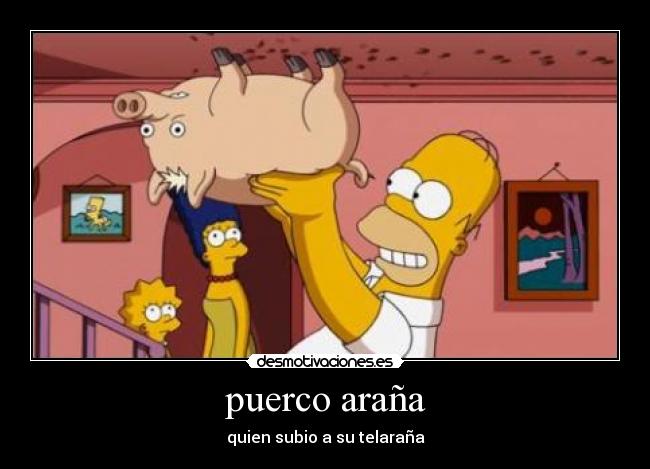 puerco araña - quien subio a su telaraña