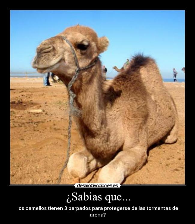 ¿Sabias que... - los camellos tienen 3 parpados para protegerse de las tormentas de arena?
