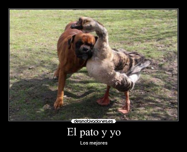 El pato y yo - 