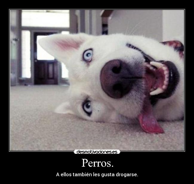 Perros. - 