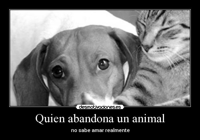 Quien abandona un animal -