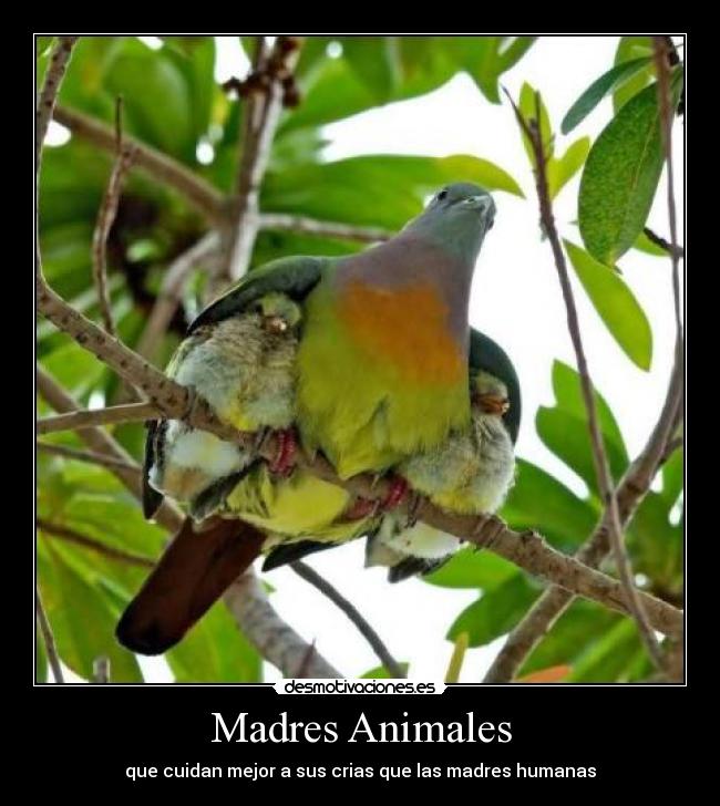 Madres Animales - que cuidan mejor a sus crias que las madres humanas