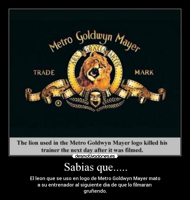 Sabias que..... - El leon que se uso en logo de Metro Goldwyn Mayer mato
a su entrenador al siguiente dia de que lo filmaran 
gruñendo.