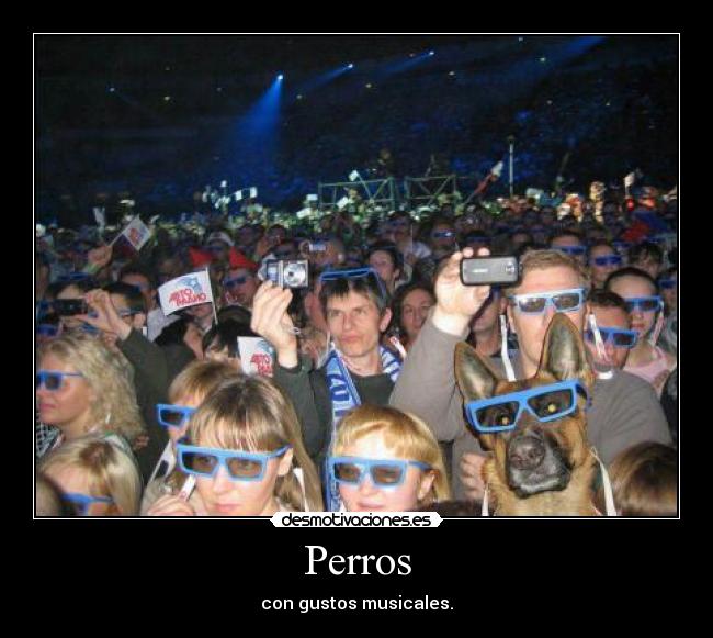 carteles musica perro conciertos rave lentes perros perritos desmotivaciones