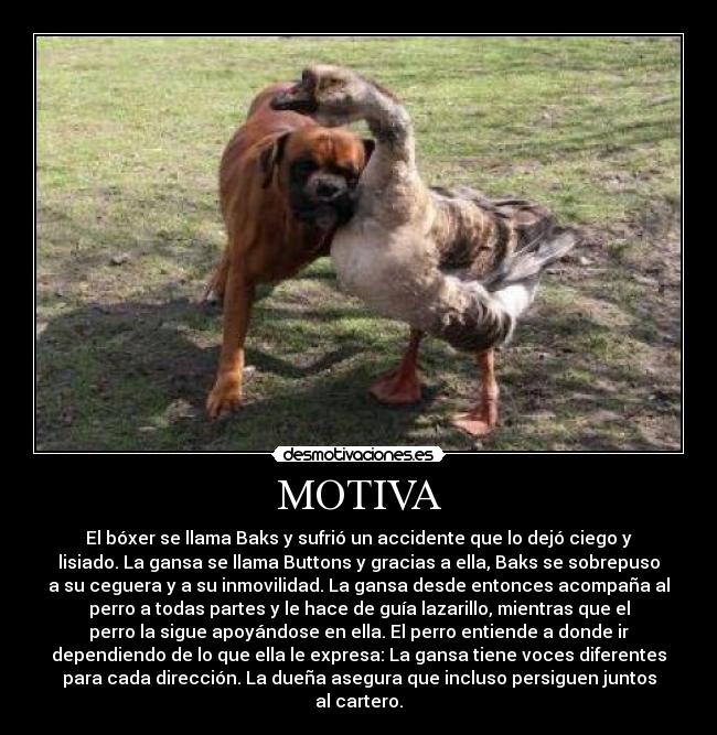MOTIVA -