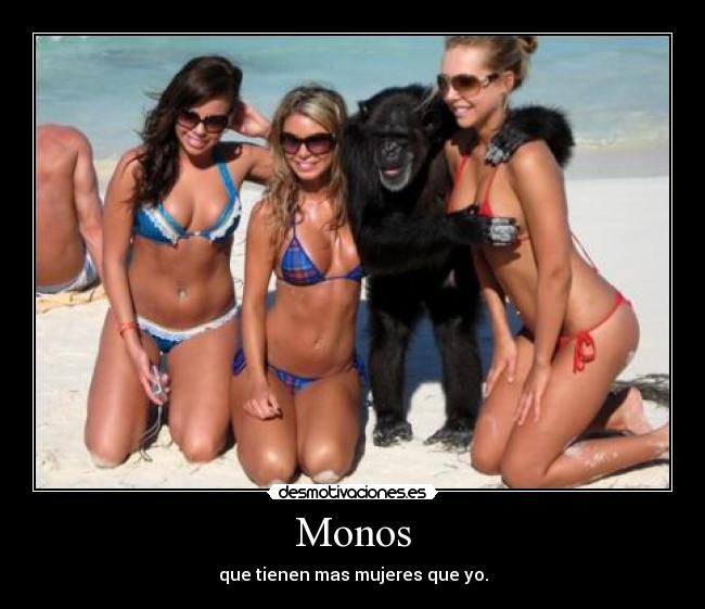 Monos - que tienen mas mujeres que yo.