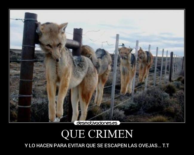 QUE CRIMEN - Y LO HACEN PARA EVITAR QUE SE ESCAPEN LAS OVEJAS... T.T