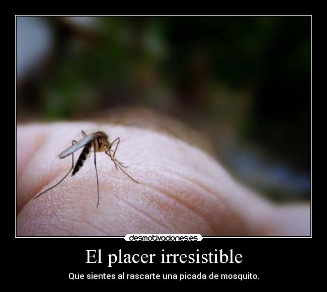 El placer irresistible - Que sientes al rascarte una picada de mosquito.