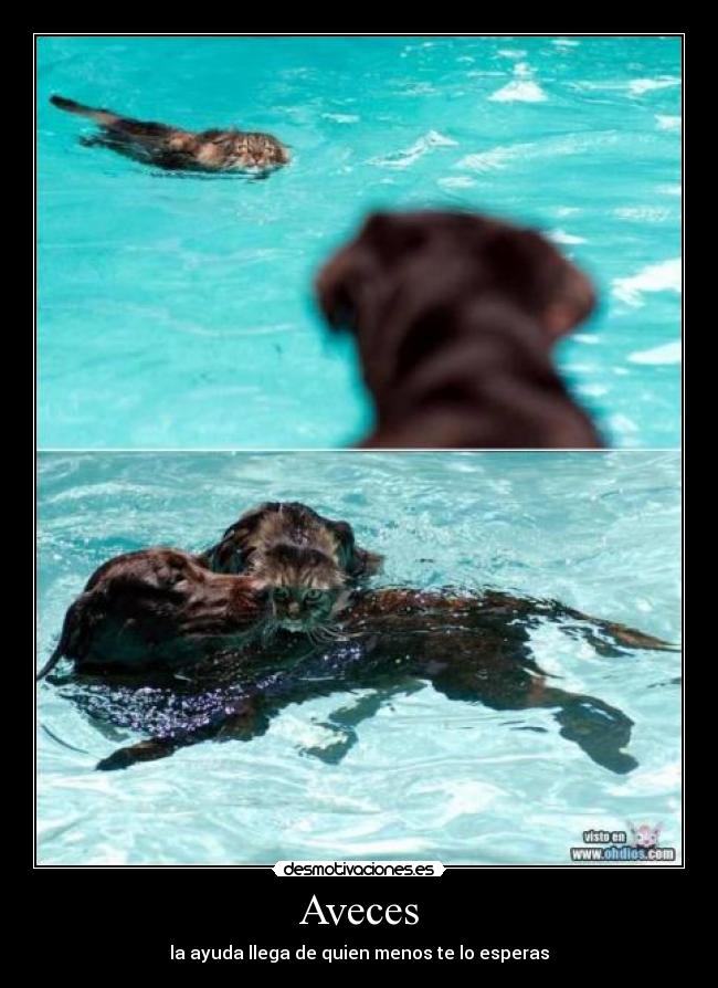 Aveces -