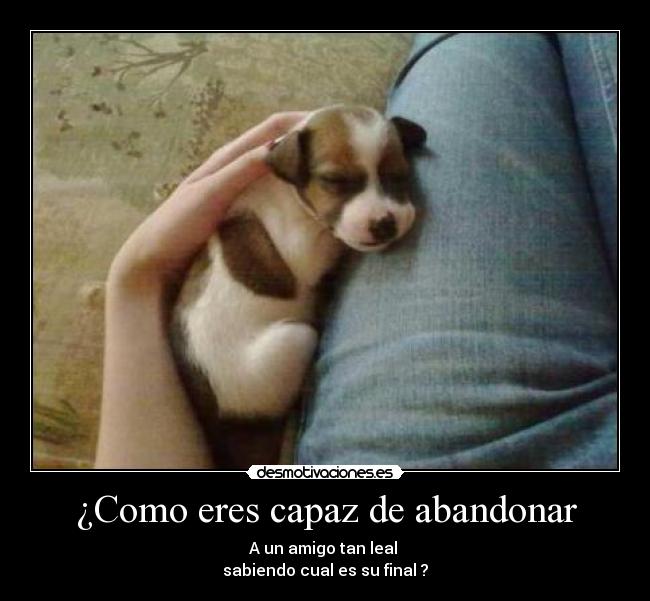 ¿Como eres capaz de abandonar - A un amigo tan leal
sabiendo cual es su final ?