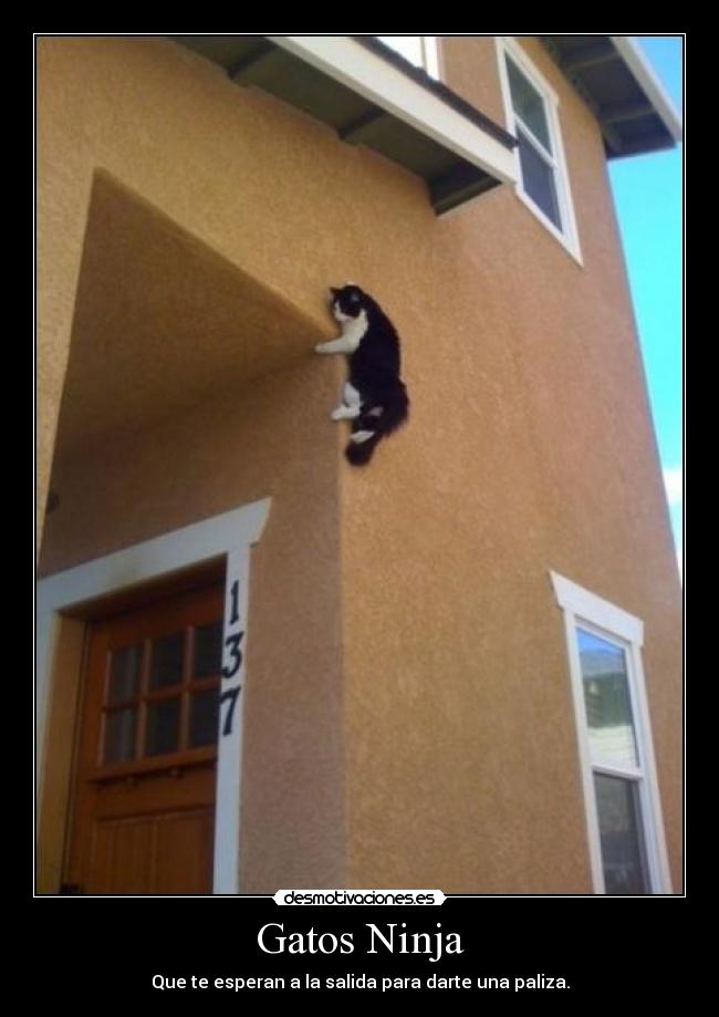 Gatos Ninja -