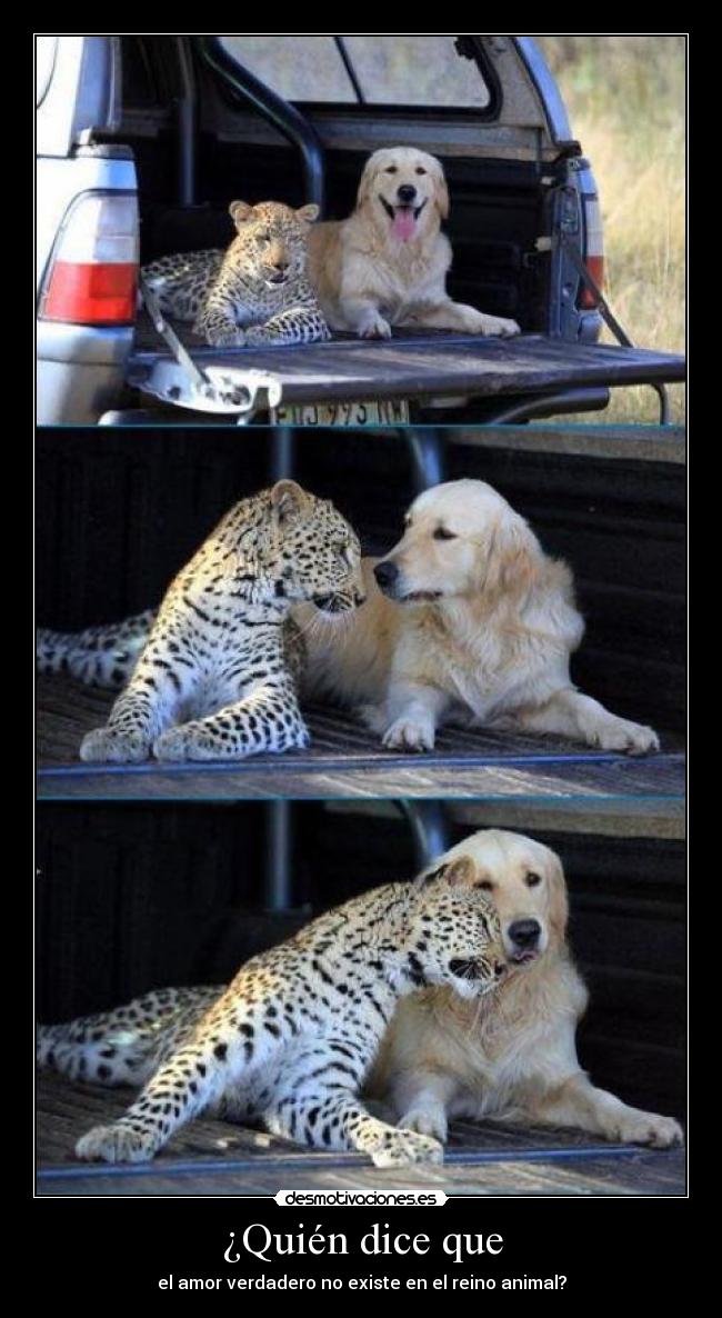 ¿Quién dice que - el amor verdadero no existe en el reino animal?