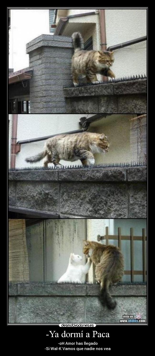 -Ya dormí a Paca - -oH Amor has llegado
-Si Wal-K Vamos que nadie nos vea