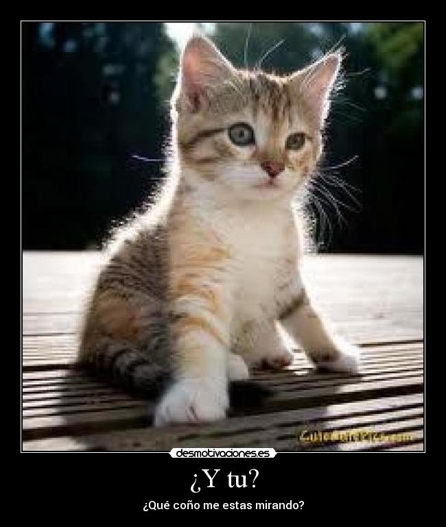 ¿Y tu? -