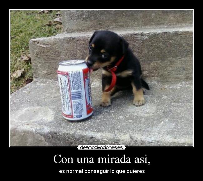 carteles perrito cerveza perrito alcoholico quiero ese perro desmotivaciones