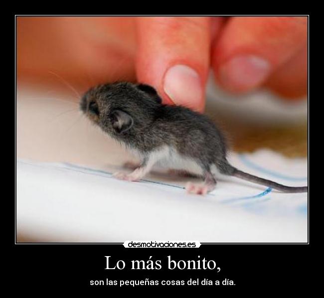Lo más bonito, - son las pequeñas cosas del día a día.