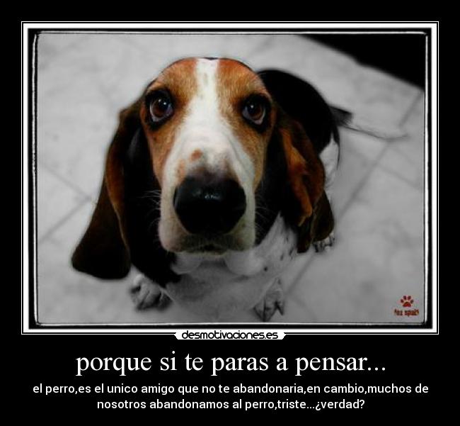 porque si te paras a pensar... - el perro,es el unico amigo que no te abandonaria,en cambio,muchos de
nosotros abandonamos al perro,triste...¿verdad?