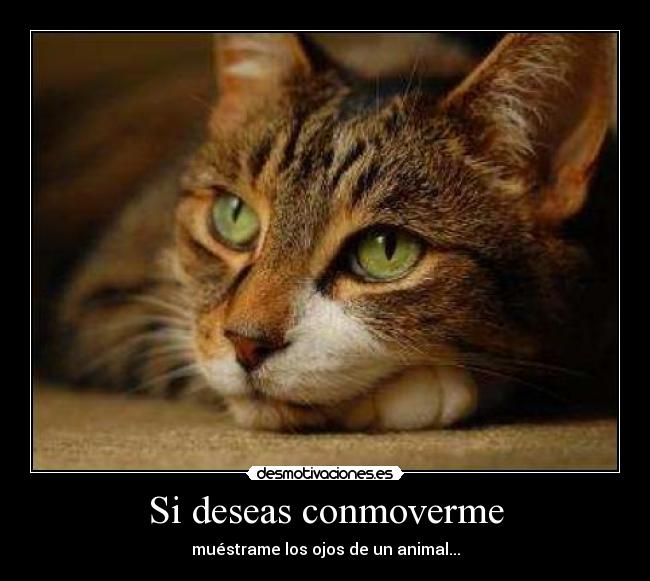 Si deseas conmoverme - muéstrame los ojos de un animal...