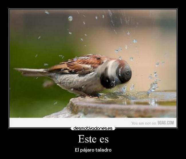 Este es - El pájaro taladro