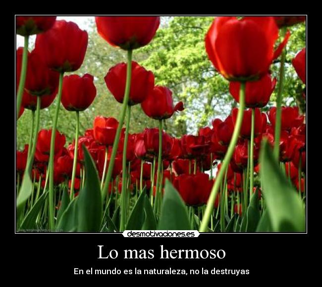 Lo mas hermoso -