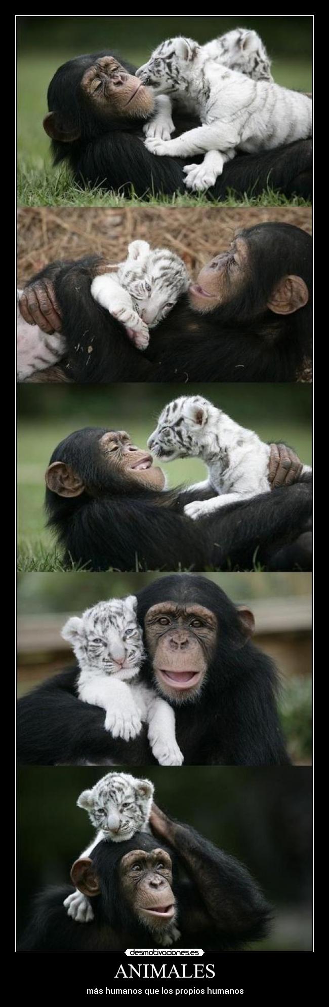 carteles animales animales humanos amor mono tigre igualdad raza hombre racista mundo cruel animal feliz desmotivaciones