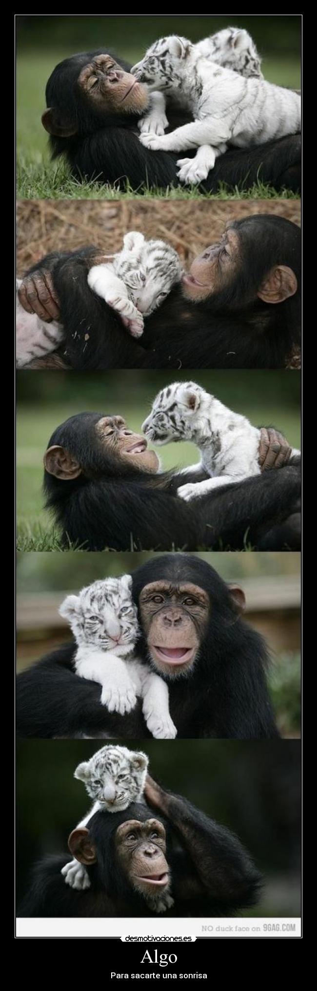 Algo - Para sacarte una sonrisa