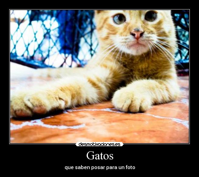 Gatos - 