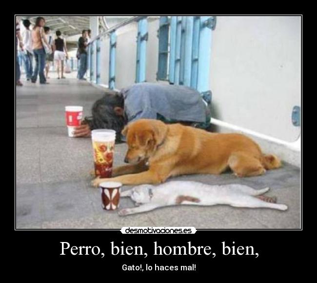 Perro, bien, hombre, bien, - Gato!, lo haces mal!