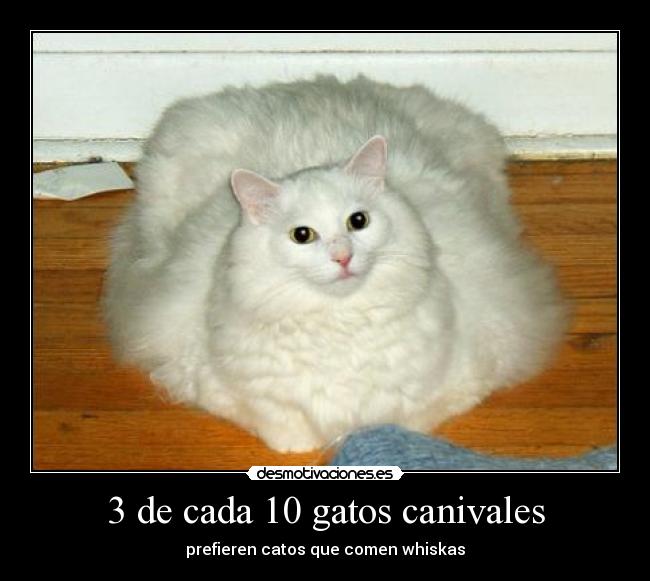 3 de cada 10 gatos canivales - prefieren catos que comen whiskas