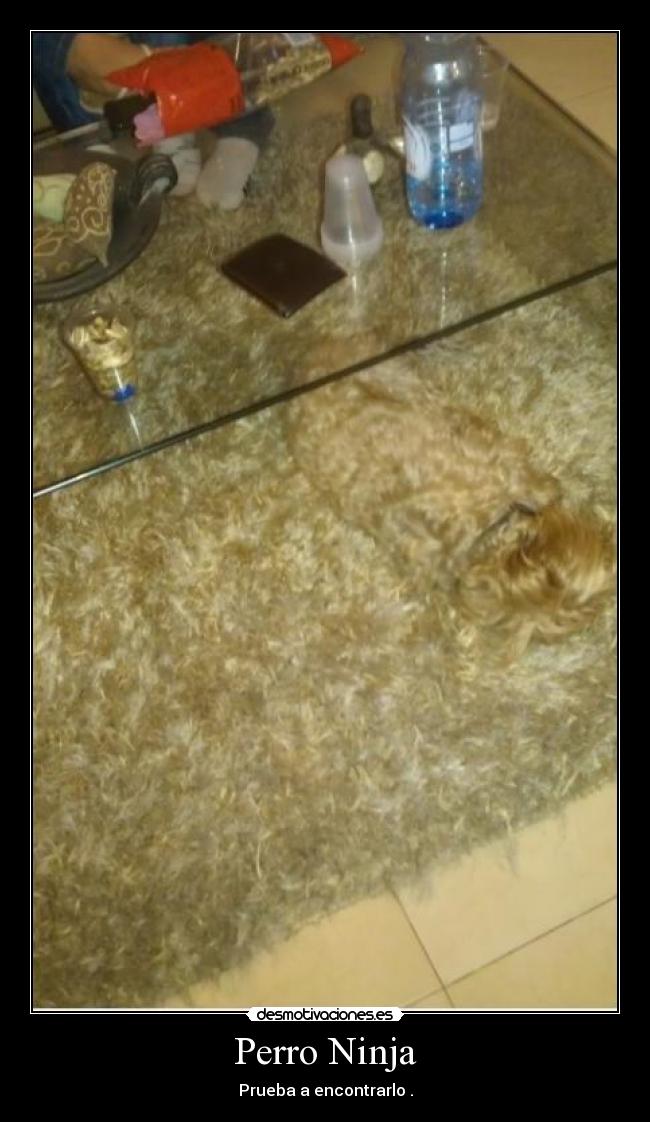 Perro Ninja - Prueba a encontrarlo .